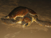 ¿Nat Geo? ¿Discovery Channel? No, Magia en el Camino Channel