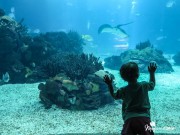 Una visita al Oceanario de Lisboa con mi papá