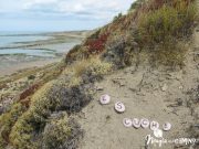 «Escuche», el mejor consejo en una excursión a Península Valdés