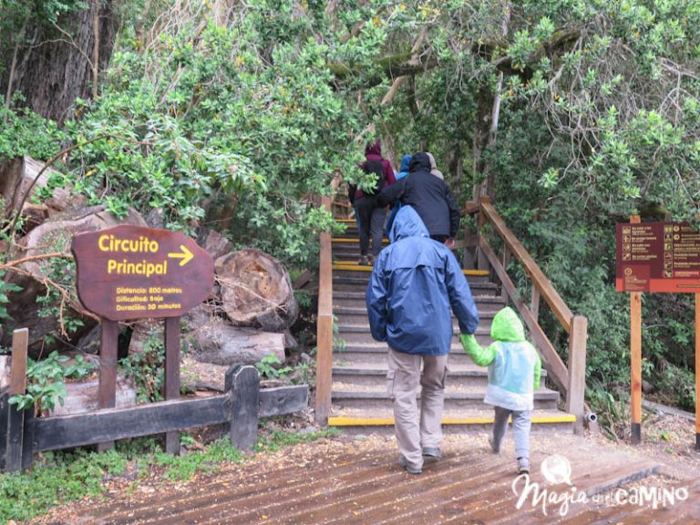 Cómo visitar el Bosque de Arrayanes en la península de Quetrihué ...