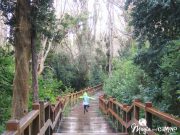 Bosque de Arrayanes en la península de Quetrihué